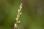 Swamp smartweed